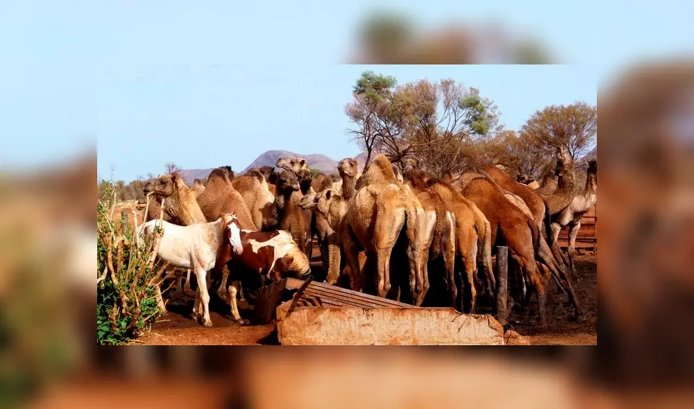 10 mil camellos están en riesgo de ser fusilados