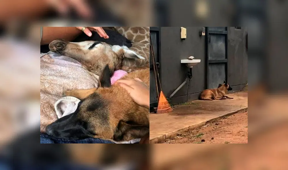 Amigos de diferentes especies