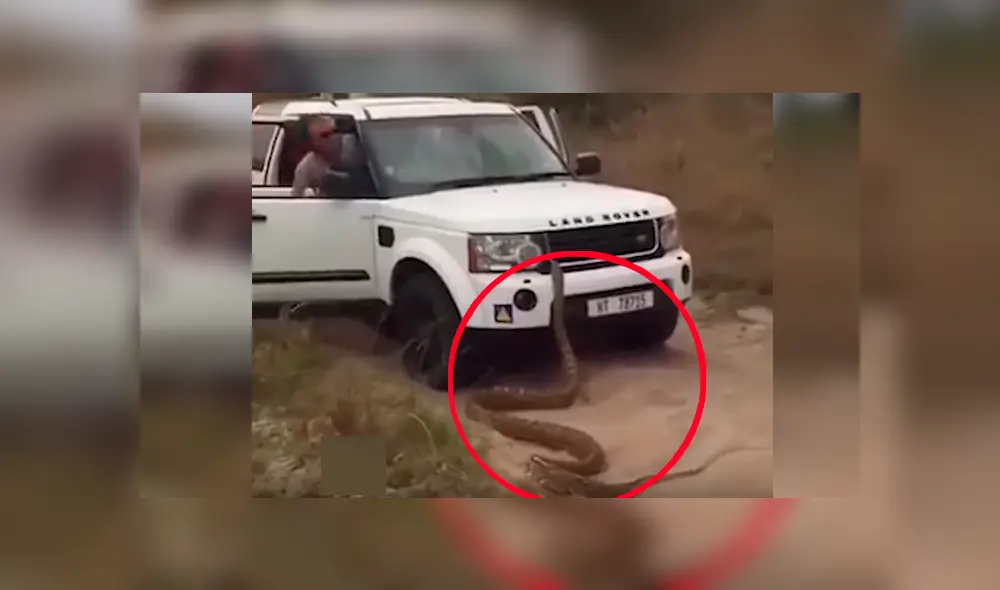 Turistas tratan de escapar de hambrienta serpiente, sin sospechar que reptil haría lo impensado [VIDEO]