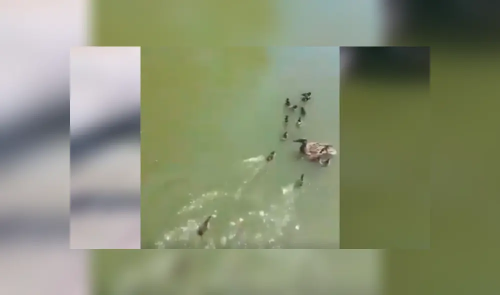 Video es viral en YouTube. Turistas grabaron la peculiar hazaña de los patos recién nacidos cuando se dejaban guiar por su madre