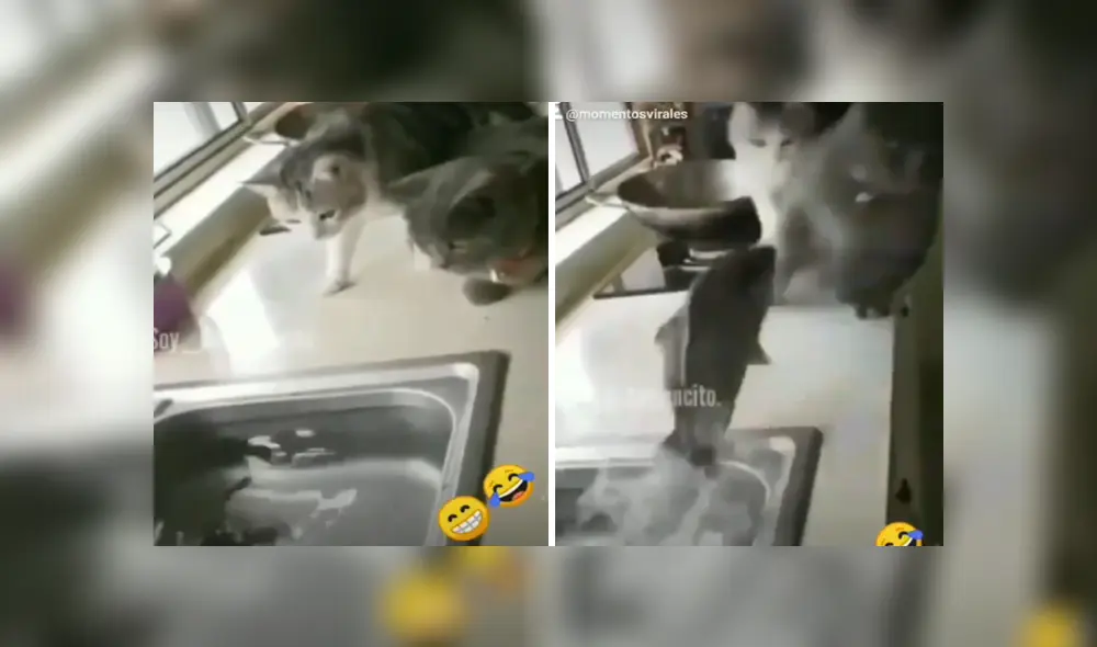 A través de Facebook se hizo viral el divertido momento en que pez intenta atacar a dos curiosos gatos. A través de Facebook se hizo viral el divertido momento en que pez intenta atacar a dos curiosos gatos.