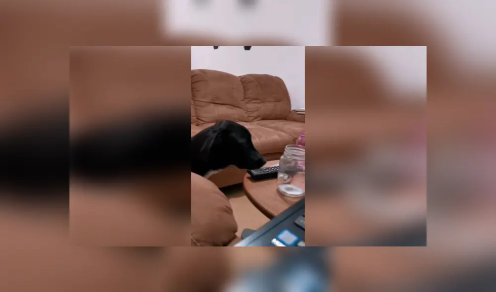 Desliza las imágenes para observar el terrible momento que vivió un perro al no lograr quitarle un pan a su dueña. Foto: Captura. Desliza las imágenes para observar el terrible momento que vivió un perro al no lograr quitarle un pan a su dueña. Foto: Captura.