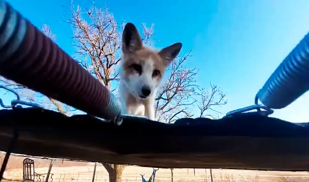 Desliza las imágenes para ver al tierno zorrito saltando sobre un trampolín. Foto: Facebook