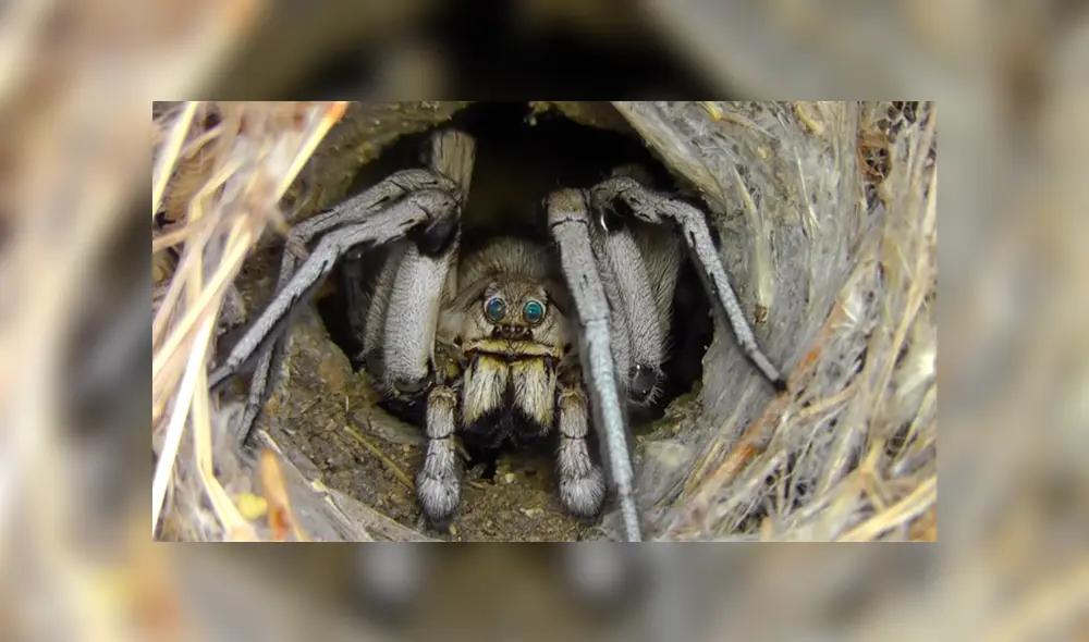 Desliza para ver los momentos más impactantes del video que se hizo viral en Facebook. Desliza para ver los momentos más impactantes del video que se hizo viral en Facebook.