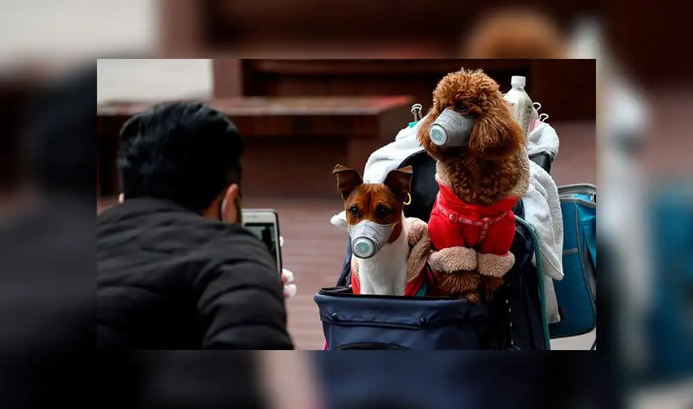 El can de Hong Kong es el único hasta ahora con COVID-19. No se ha confirmado ningún otro caso. Foto: referencial El can de Hong Kong es el único hasta ahora con COVID-19. No se ha confirmado ningún otro caso. Foto: referencial