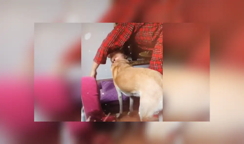 Desliza las imágenes para ver más detalles del curioso comportamiento de este perro antes de irse a dormir. (Foto: captura / TikTok)