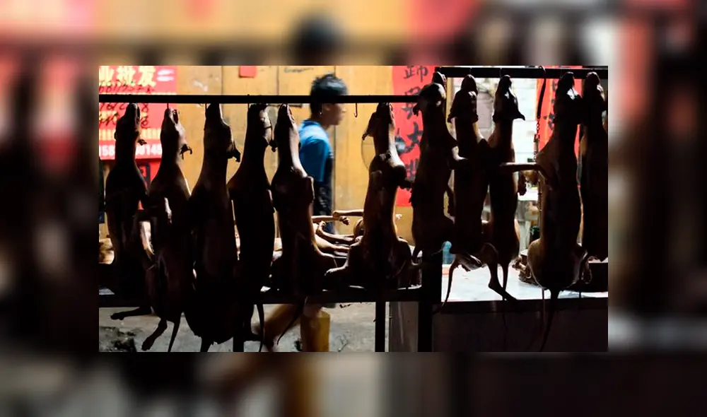 Perros fueron bañados con agua hirviendo y cocinados vivos durante un festival [FOTOS]