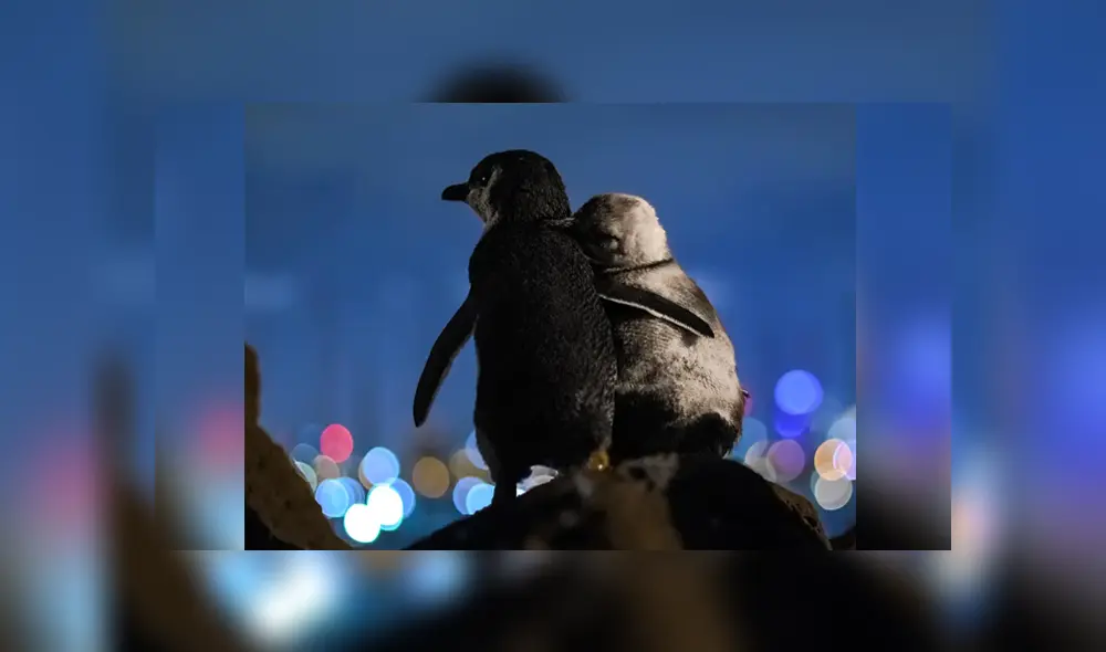 Fotógrafo capturó a dos pingüinos viudos admirando un paisaje nocturno en Australia. Foto: Instagram