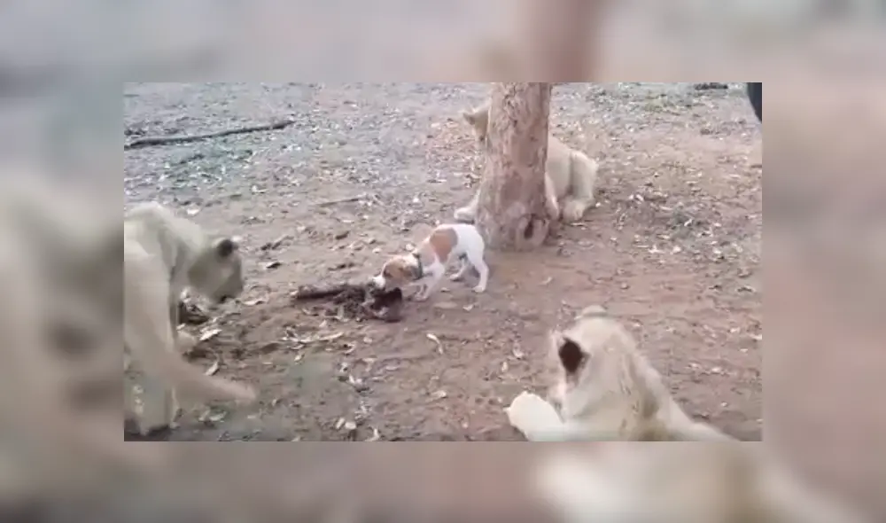 Desliza para ver los detalles de este video viral publicado en YouTube. Foto: Captura.