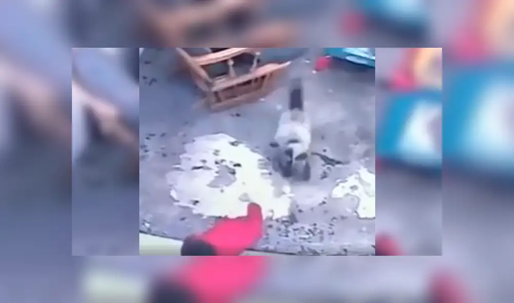 Video es viral en YouTube. Mujer quedó sorprendida cuando revisó las imágenes de la cámara de seguridad y vio el insólito suceso