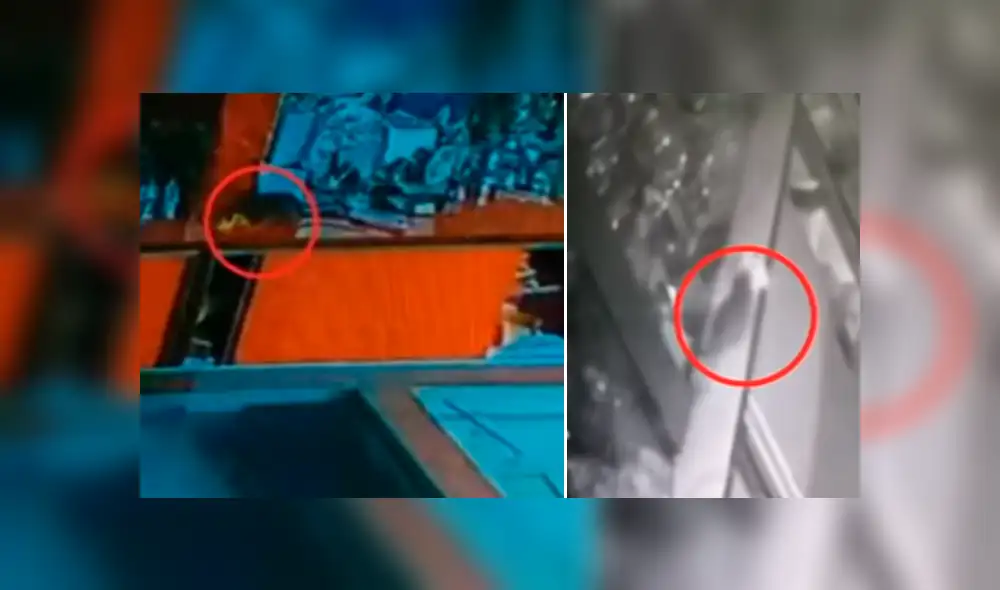 Facebook viral: rata 'ladrona' se instala en lujosa tienda de joyería y se lleva diamantes [VIDEO]