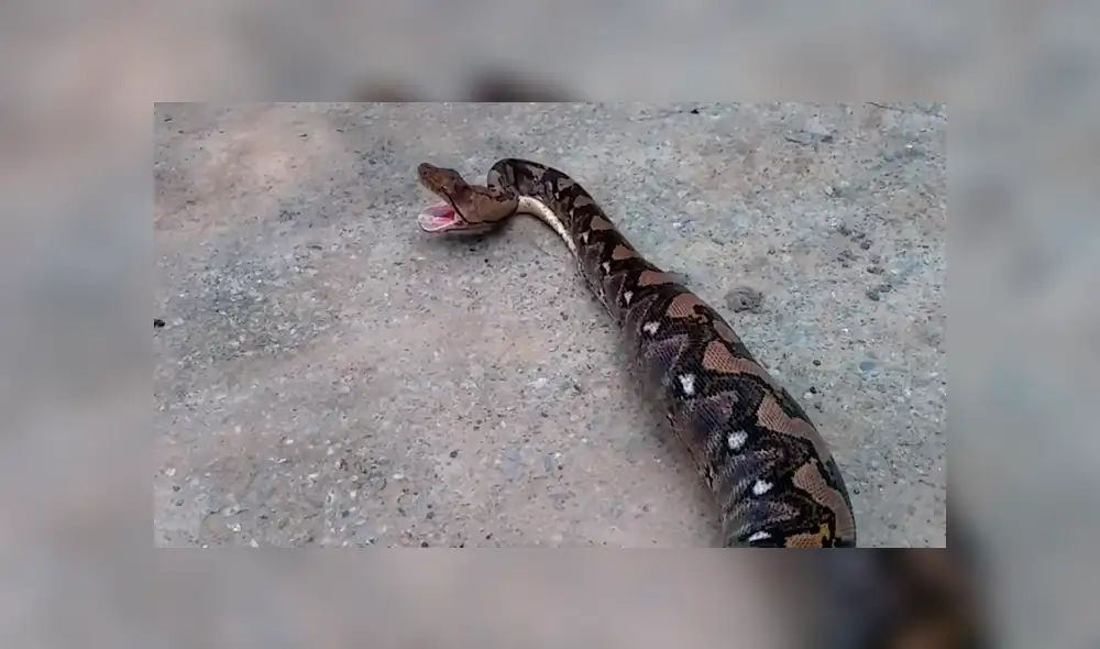 El autor del video de YouTube se acercó a serpiente salvaje para grabar asqueroso momento en que regurgita a un gato