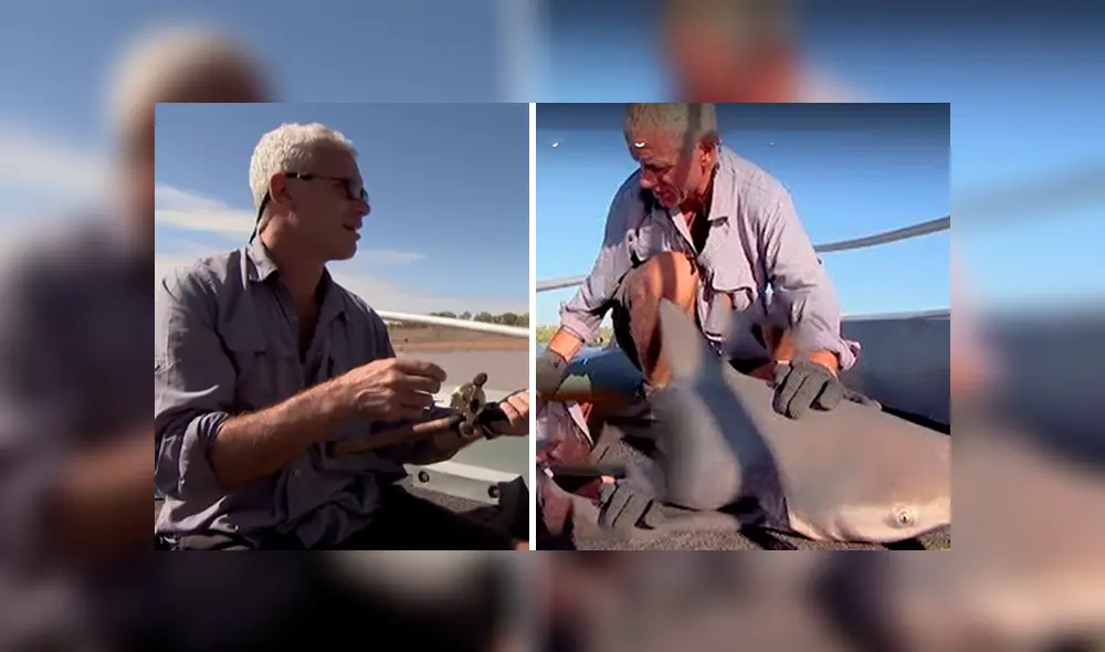 Desliza hacia la izquierda para el aspecto del tiburón toro. Imagen viral en YouTube.