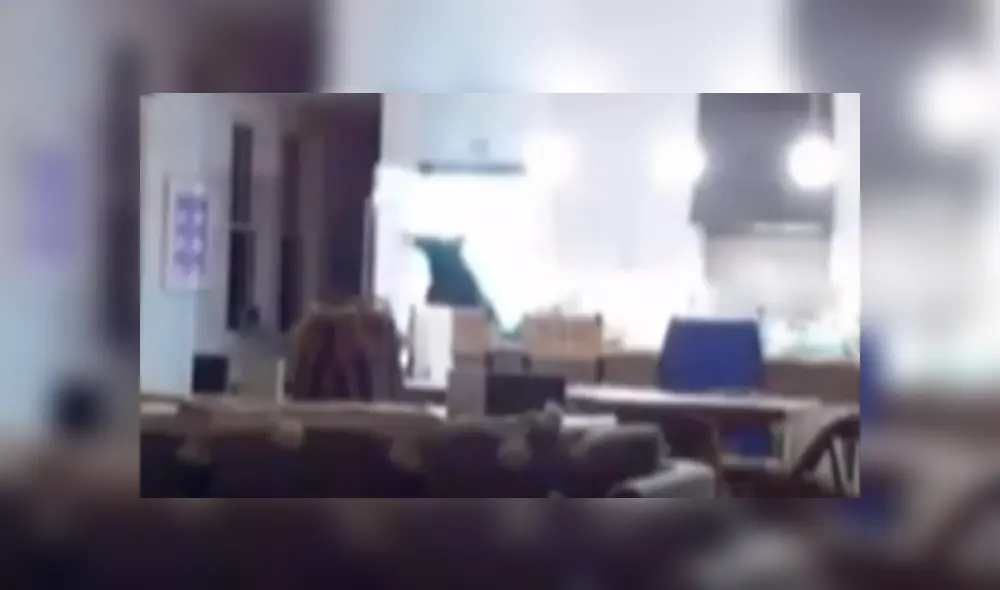 Mujer revisa cámaras de seguridad y descubre al 'intruso’ que le robaba su comida de madrugada.