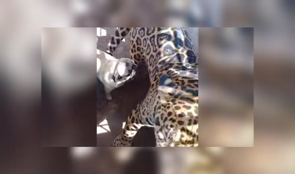Facebook viral: terror por audaz perro que ingresa a jaula de jaguar enfurecido en México [VIDEO]