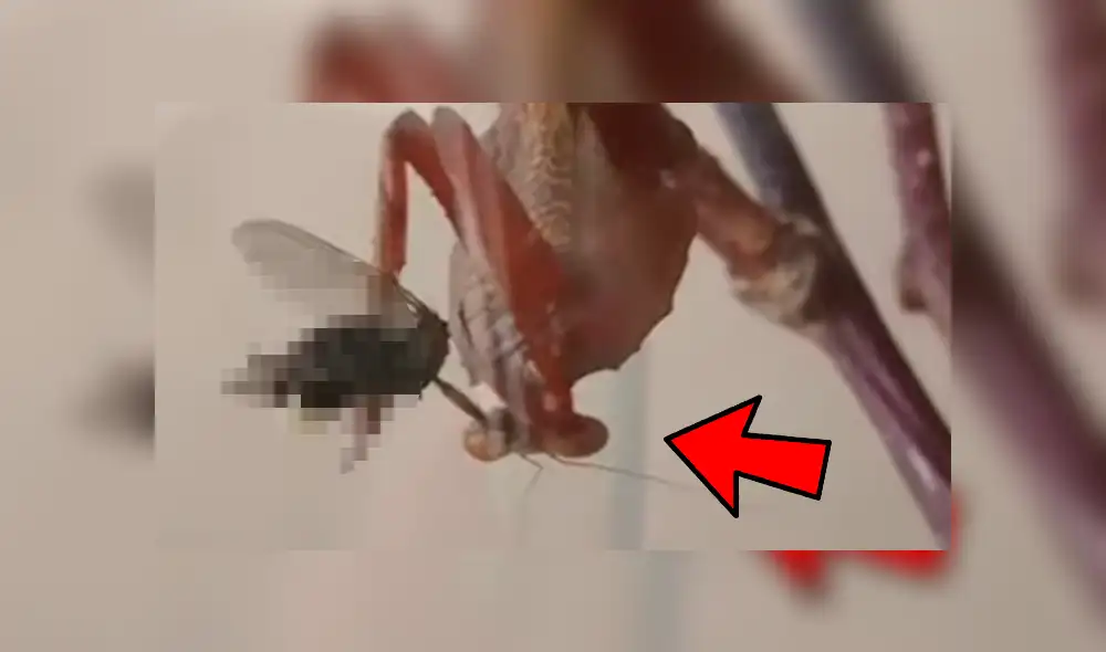 La mosca intentó salvar a sus crías, mientras era devorada por la mantis. Foto: captura La mosca intentó salvar a sus crías, mientras era devorada por la mantis. Foto: captura