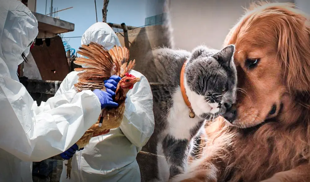 ¿La gripe aviar puede contagiar e infectar a perros y gatos? Esto dicen los especialistas | influenza aviar | H5n1. Foto: composición LR/Senasa/L'Arca Clínica Veterinària