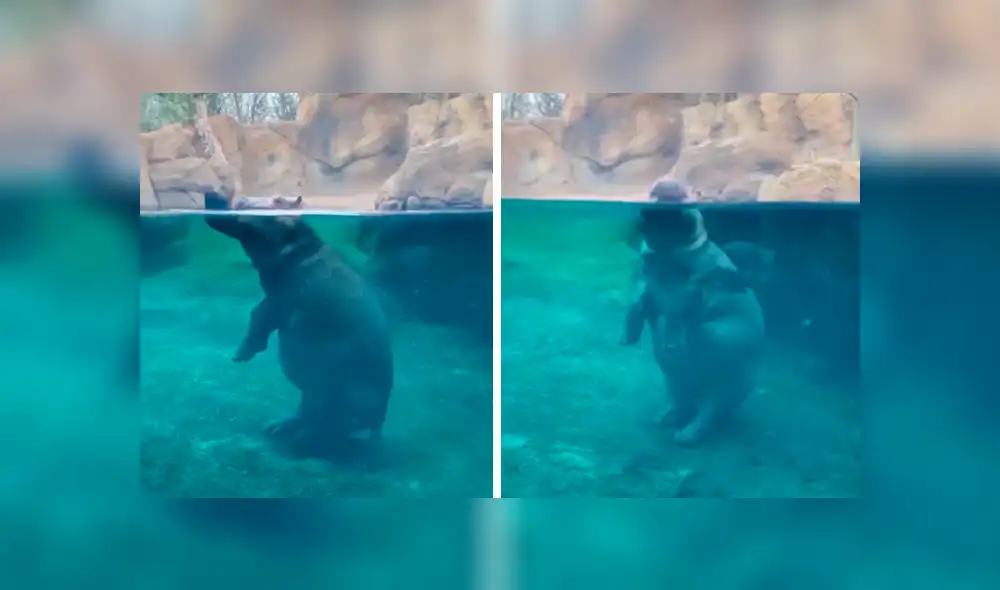 En YouTube, un hipopótamo hembra fue captada en el preciso momento que se desplazaba en su recinto. En YouTube, un hipopótamo hembra fue captada en el preciso momento que se desplazaba en su recinto.