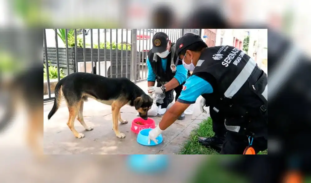 Esta acción forma parte de la campaña solidaria denominada “Patitas del alma”. Foto: Difusión. Esta acción forma parte de la campaña solidaria denominada “Patitas del alma”. Foto: Difusión.