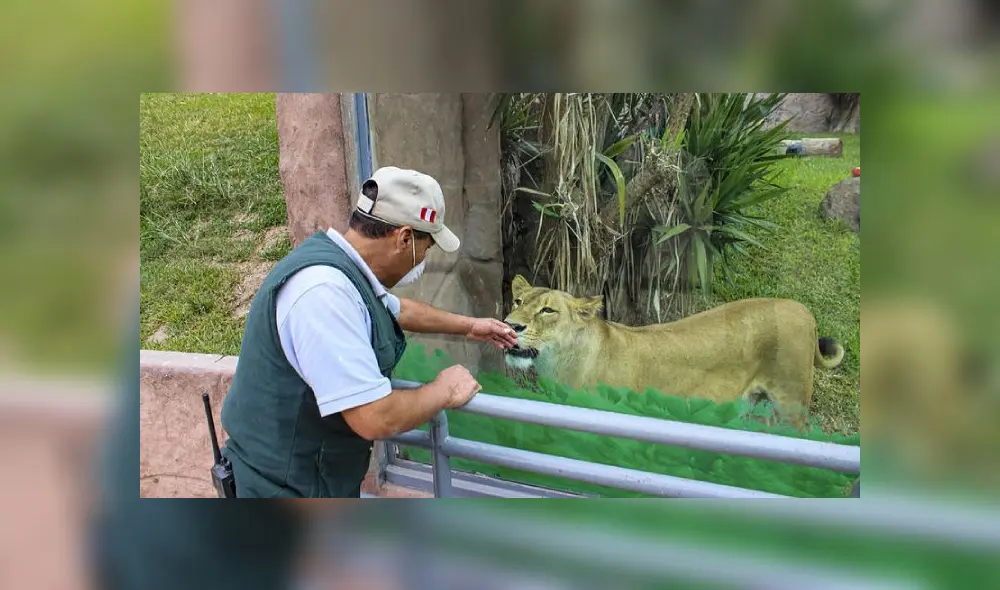 Personal del parque interactuando con una leona. Foto: Parque de las Leyendas. Personal del parque interactuando con una leona. Foto: Parque de las Leyendas.