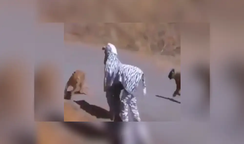 Facebook viral: jóvenes se disfrazan de cebra para entrar a recinto de leones y ocurre algo increíble Facebook viral: jóvenes se disfrazan de cebra para entrar a recinto de leones y ocurre algo increíble