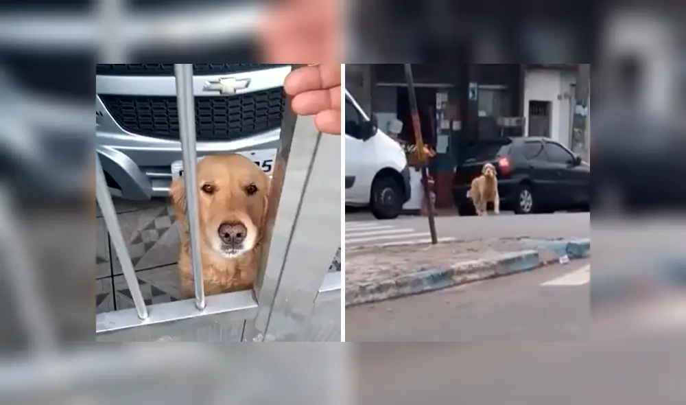 Desliza las imágenes para observar la singular acción de un perro al buscar su propia comida en un mercado. Fotocaptura: Facebook.