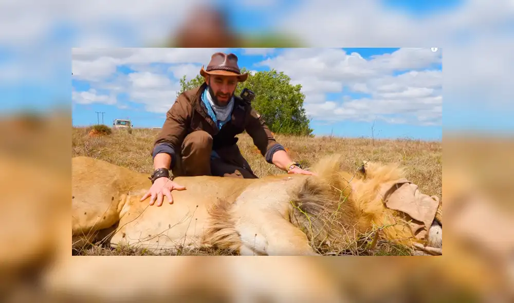 Turista se acerca a enorme león y graba sus enormes colmillos. Turista se acerca a enorme león y graba sus enormes colmillos.