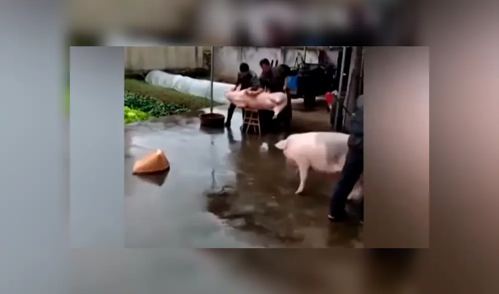 YouTube Viral: venganza de cerdo contra criador que iba a matar a su amigo
