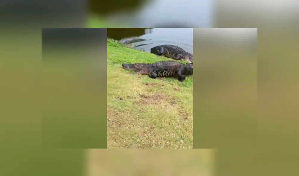 YouTube viral: capta brutal pelea entre hambrientos cocodrilos y terrible final sorprende en redes