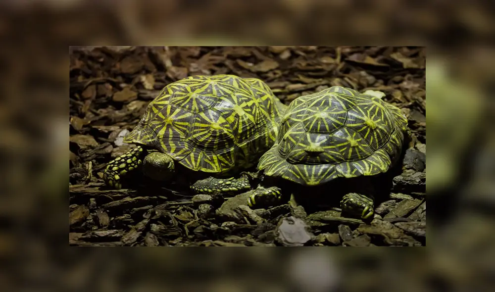 Autoridades capturan a pareja que transportaba tortugas en bolsas de plástico 