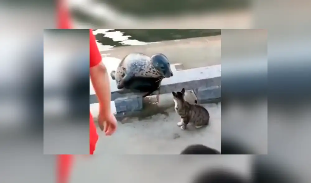 Facebook viral: cobarde foca finge su muerte para que gato no le siga golpeando [VIDEO]