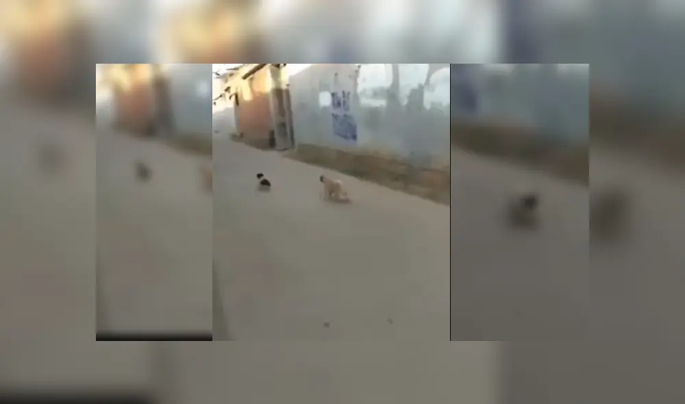 Video es viral en Facebook. El ‘pug’ jamás imaginó que el pequeño perro callejero que quería asustar regresaría con sus amigos y lo harían huir del miedo. Foto: Captura. Video es viral en Facebook. El ‘pug’ jamás imaginó que el pequeño perro callejero que quería asustar regresaría con sus amigos y lo harían huir del miedo. Foto: Captura.
