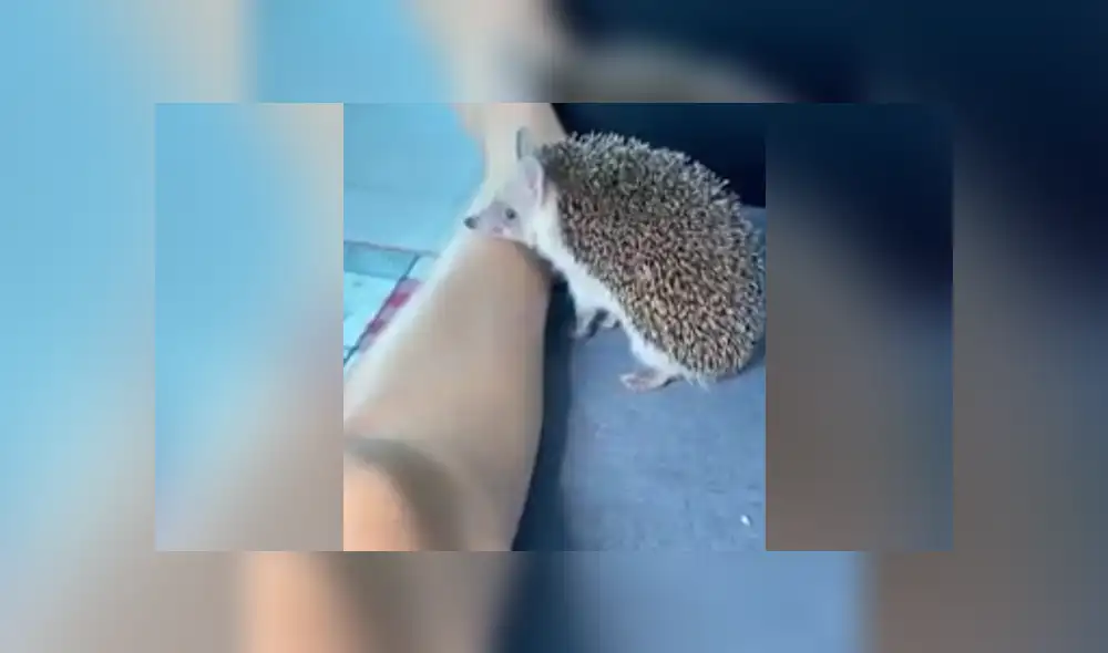 Desliza a la izquierda para conocer más sobre este nuevo video viral de YouTube. Foto: Captura.