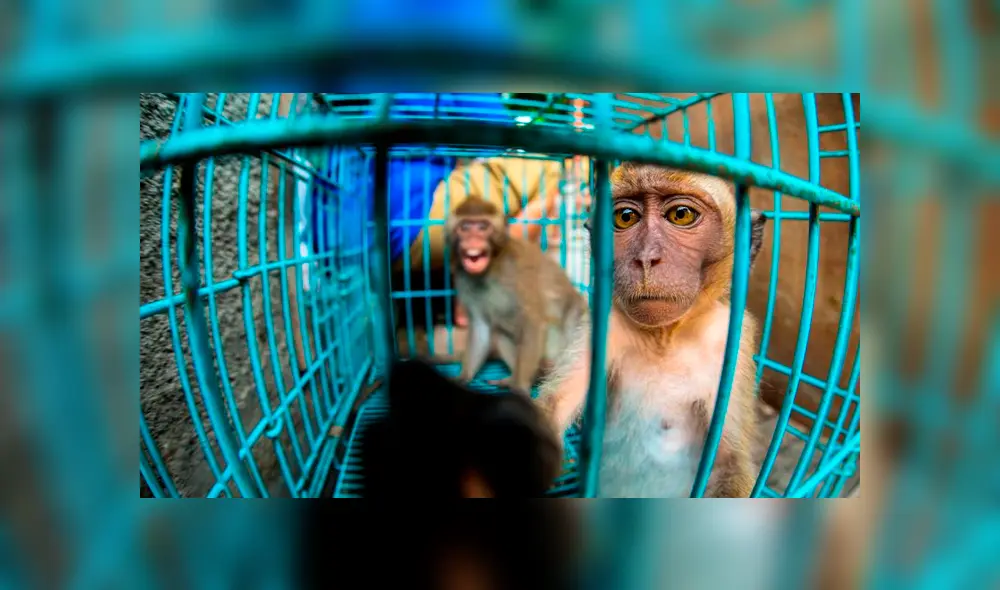 Venta de monos en Indonesia