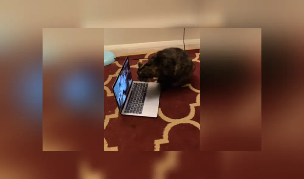 Desliza las imágenes para apreciar el tierno momento de un gato con su dueña al volverse a ver por videollamada. Desliza las imágenes para apreciar el tierno momento de un gato con su dueña al volverse a ver por videollamada.