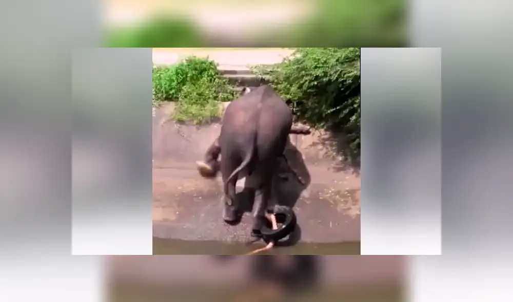 Elefante bebé queda atrapado en canal peligroso y pobladores hacen lo imposible por rescatarlo [VIDEO]