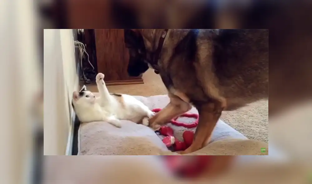 Un video viral muestra el momento en el que un perro se acera a un gato a reclamarle por encontrarlo acostado en su cámara.