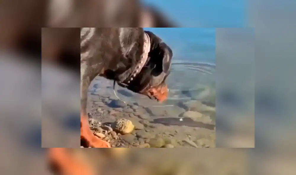 YouTube viral: este perro encontró a un pez descansando en el agua y lo que hizo deja sin palabras al mundo [VIDEO] 