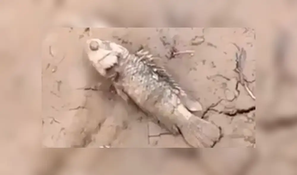 Facebook viral: Poblador encuentra pez 'moribundo' en la tierra, lo agarra y sucede lo impensado [VIDEO]