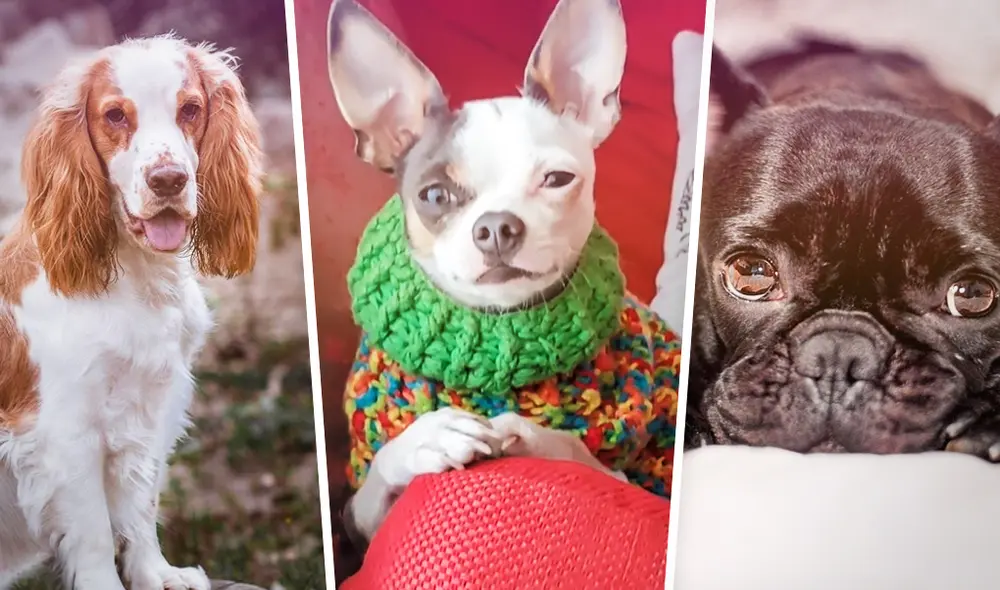 Perritos influencers: conoce su historia y cómo llegaron a convertirse en influencers. Foto: composición Perritos influencers: conoce su historia y cómo llegaron a convertirse en influencers. Foto: composición