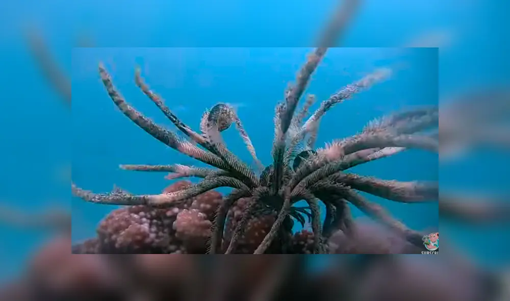 Desliza hacia la izquierda para ver al extraño animal marino que sorprendió a los usuarios de Facebook.