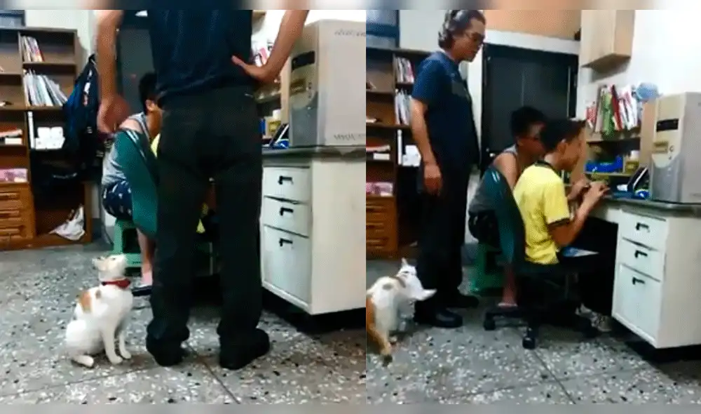 Facebook: Tierno gato sale en defensa de sus dueños para que no sean regañados [VIDEO]