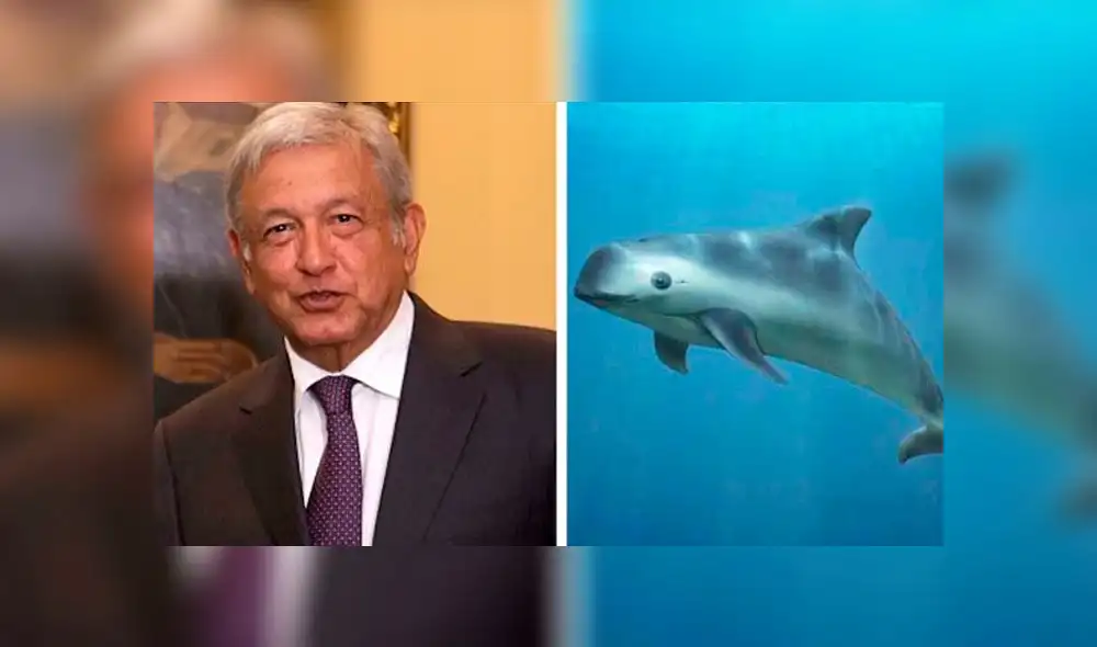 Científicos le exigen a AMLO salvar a la vaquita marina de la extinción