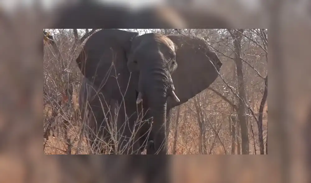 Si quieres ver lo que pasó con los turistas del video viral de YouTube, revisa la galería de fotos deslizando cada imagen hacia la izquierda.