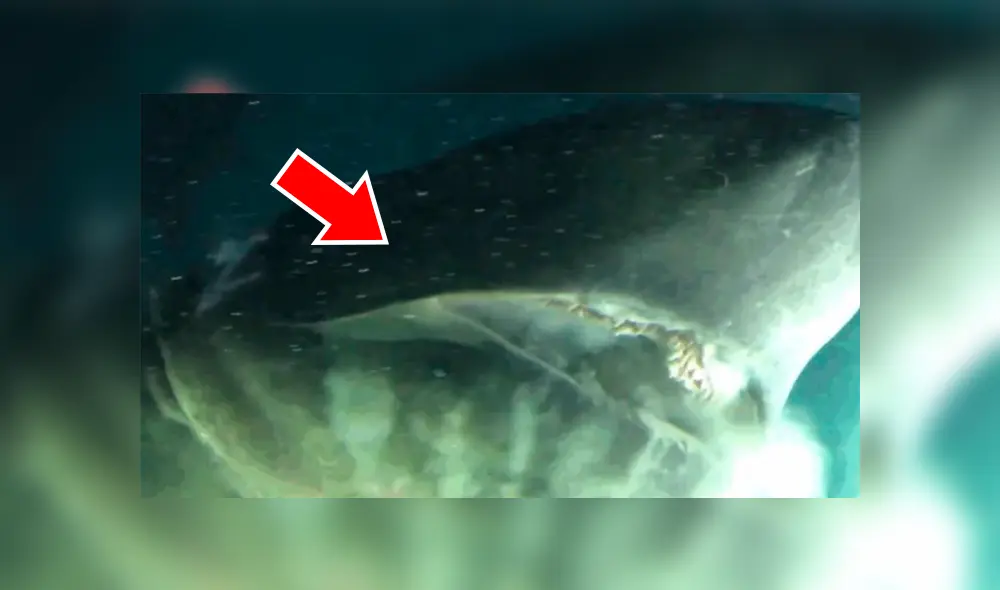El enorme depredador vive bajo mil metros de profundidad y ha sido filmado pocas veces. Foto: captura El enorme depredador vive bajo mil metros de profundidad y ha sido filmado pocas veces. Foto: captura