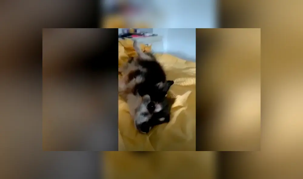 Desliza las imágenes para conocer la conmovedora historia de un perro abandonado en la basura. Foto: Caters Clips. Desliza las imágenes para conocer la conmovedora historia de un perro abandonado en la basura. Foto: Caters Clips.