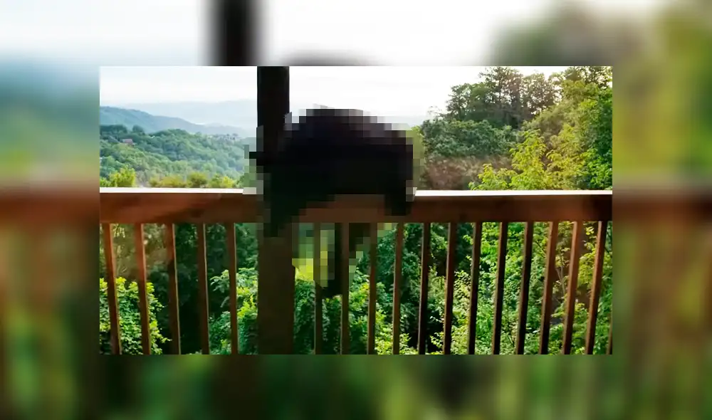 Un hombre quedó completamente aterrado al ver que un espeluznante animal había trepado hasta su casa.