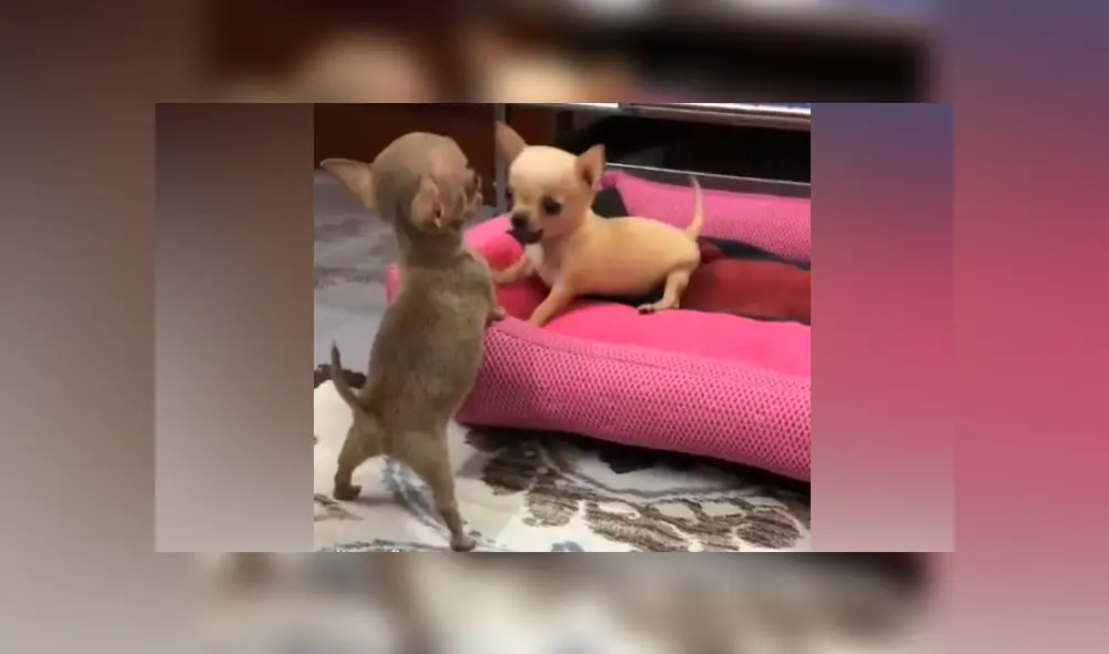 Facebook viral: mujer deja a sus chihuahuas bebés solos en casa y al volver los capta en una tierna escena