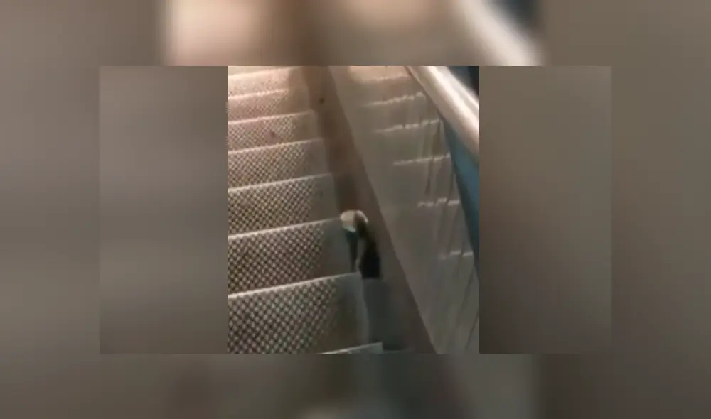 A través de YouTube se ha vuelto viral un video que muestra a un hambrienta rata cargando una hamburguesa. A través de YouTube se ha vuelto viral un video que muestra a un hambrienta rata cargando una hamburguesa.