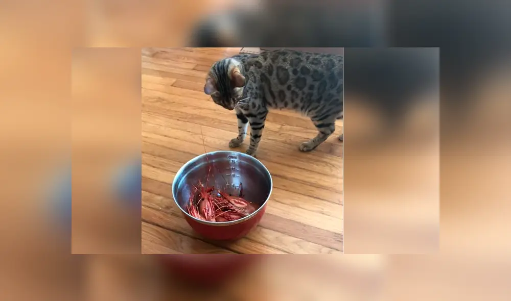 Vía YouTube. El felino estaba a punto de devorar su banquete, pero salió espantado por un perturbador detalle Vía YouTube. El felino estaba a punto de devorar su banquete, pero salió espantado por un perturbador detalle